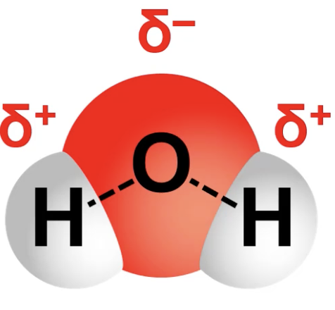 <p>between <strong>non-metals</strong></p><p></p><p>(atoms <em><u>share</u></em> their electrons, so they do NOT have <em><u>true</u></em> + or - charges. they can have <em><u>partial</u></em> + and - changes if they share their electrons unevenly)</p><p></p><p>(ex: oxygen hogs more e<sup>-</sup> so hydrogens are partially + and oxygen is partially -)</p>
