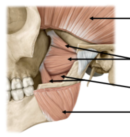 <p>Muscles of Mastication</p>