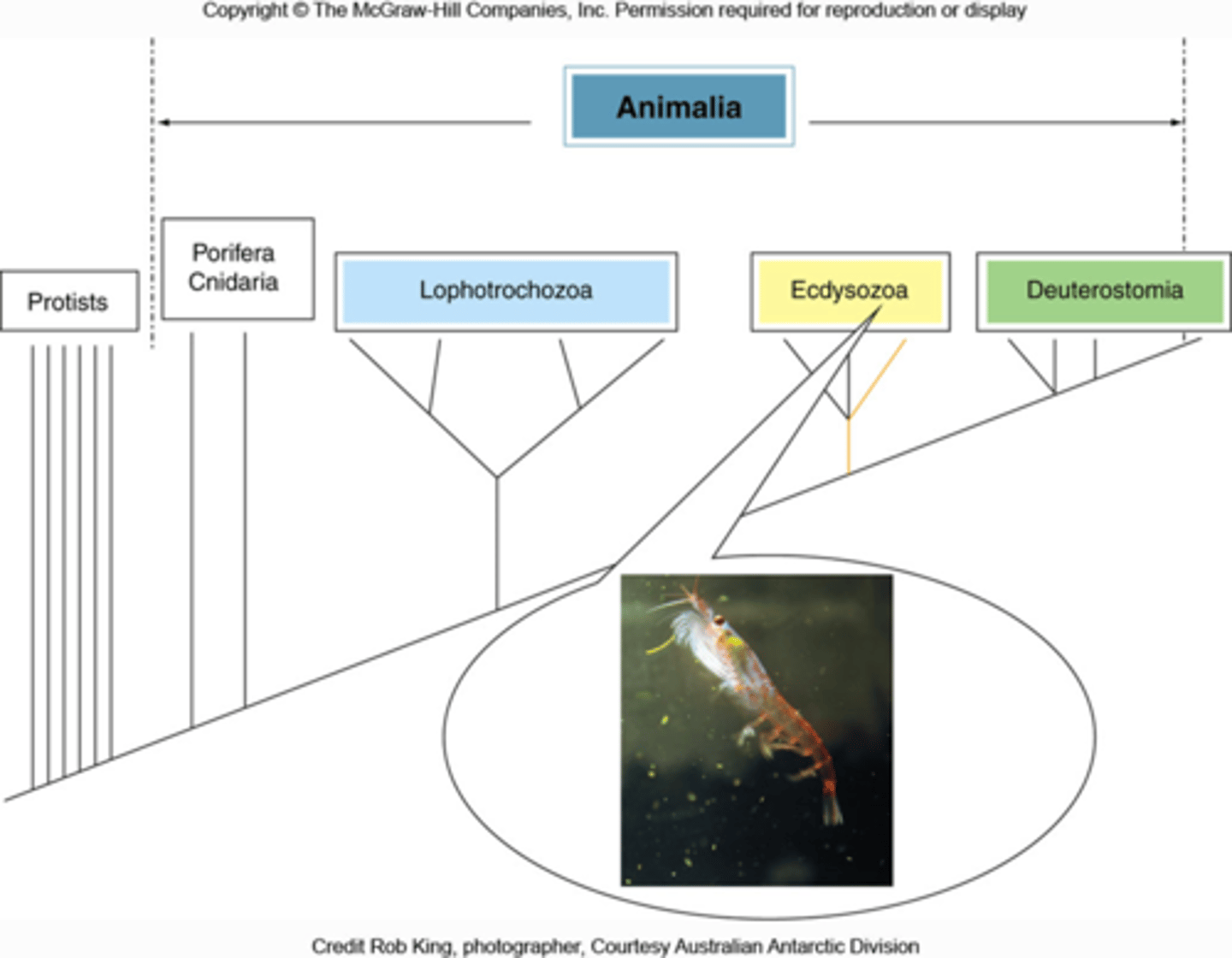 <p>T or F: Just like Annelids, Arthropods demonstrate metamerism but they have less tagmatization</p>