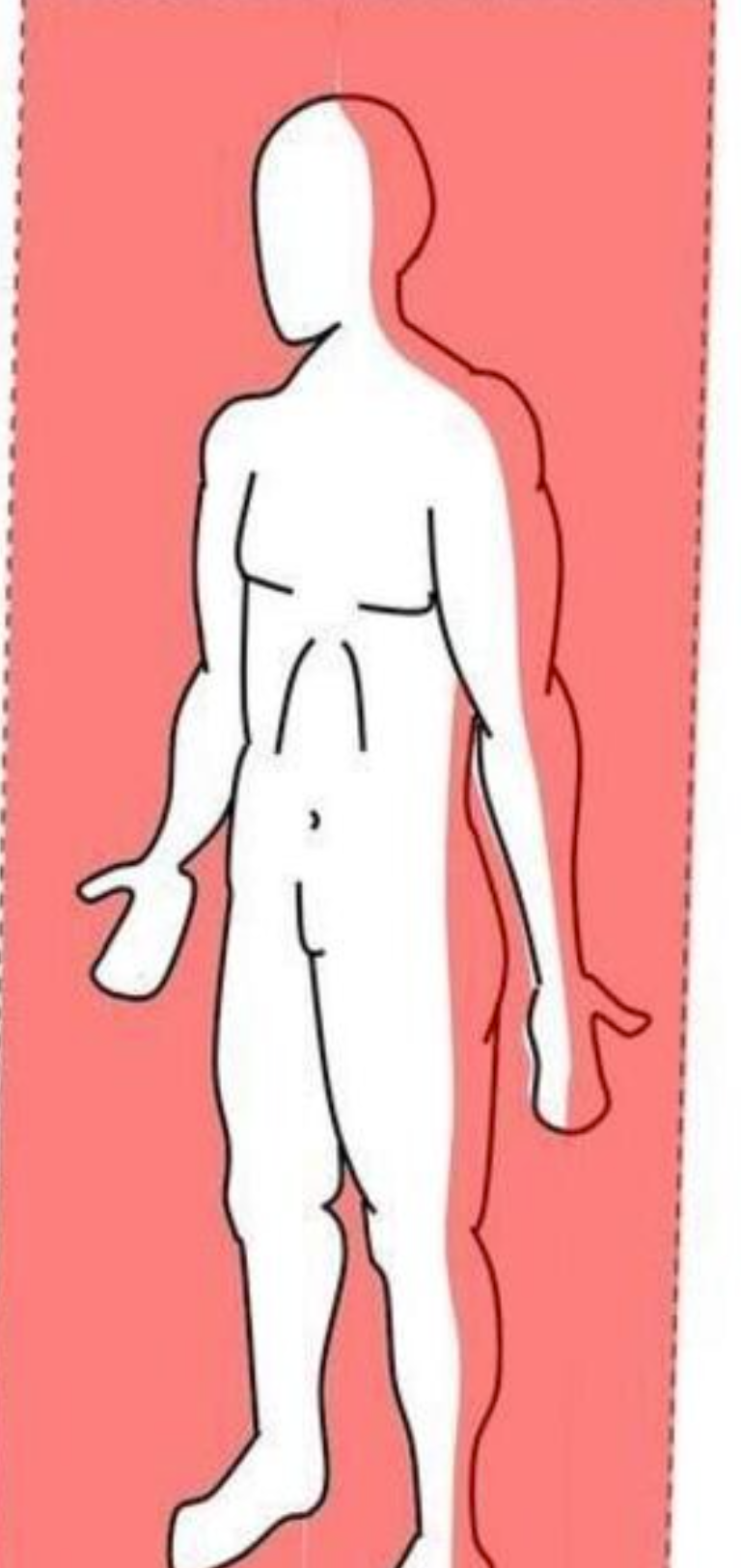 <p>Which plane shows front/back halves?</p>