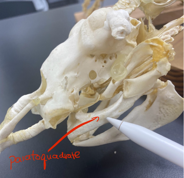 <p>Palatoquadrate </p>