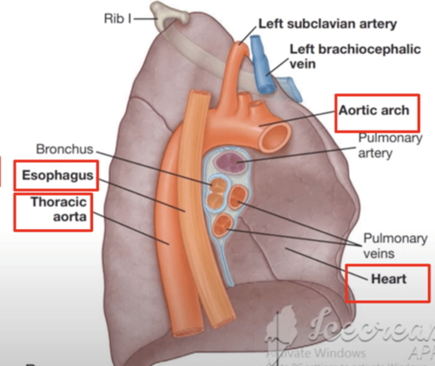 <p>. Arch of the aorta</p><p>. Descending aorta (more posterior)</p><p>. Esophageal impression (in front of the DA)</p><p>. Cardiac impression (most important!)</p>