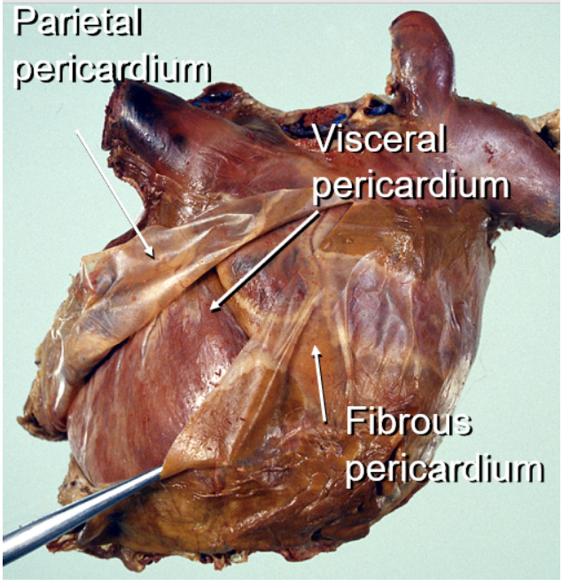 <p><span>Starting in the right ventricle, imagine you are a single red blood cell in the circulatory system. Please place the following structures in the correct order in which you would pass through before returning to the right ventricle where you started.</span></p>