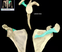 <p><span>*side with spine is posterior</span></p>