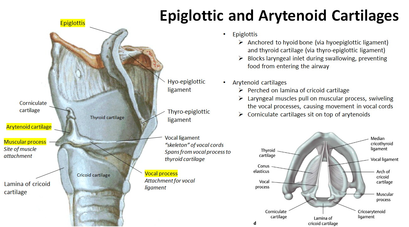 <p><strong>Epiglottis</strong>: Attached to the hyoid bone and thyroid cartilage; folds down to block the airway when you swallow.</p><p><strong>Arytenoids</strong>: Rest on the cricoid cartilage; they rotate to open/close vocal cords and have small corniculate cartilages on top.</p>
