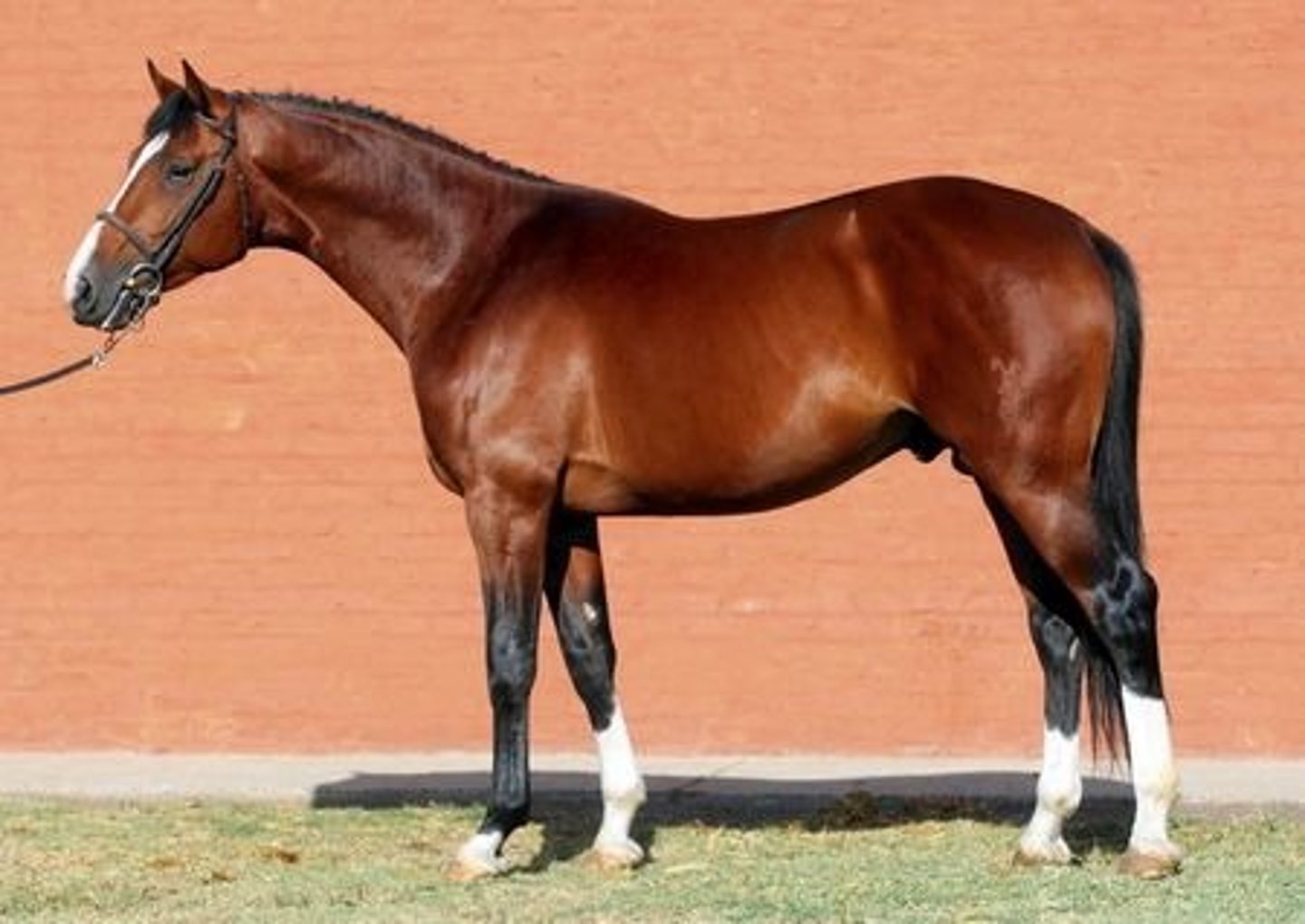 <p>this light breed horse is the oldest of the warmblood breeds, preferred for internatioal show jumping, dressage and eventing</p>