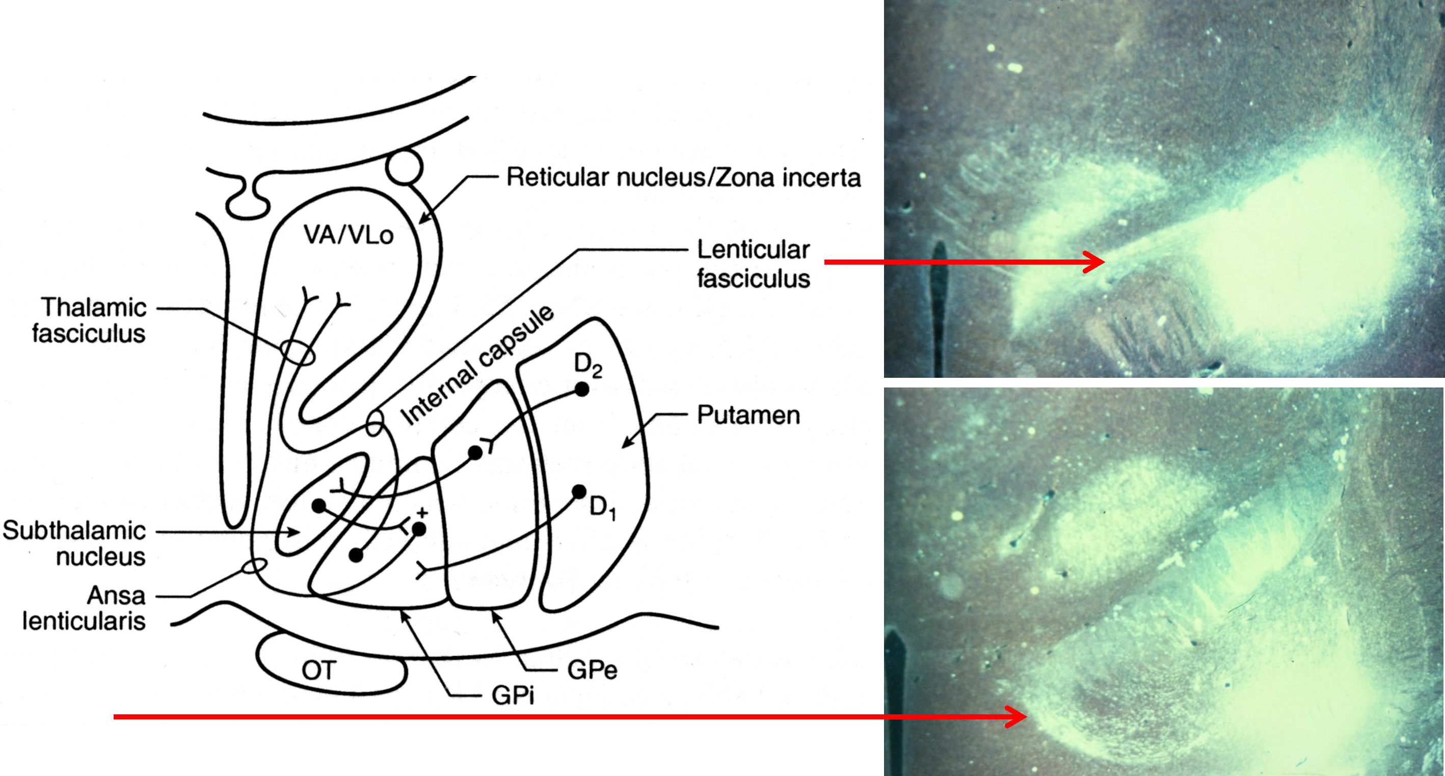 <p>basal ganglia outputs terminate in the thalamus</p>