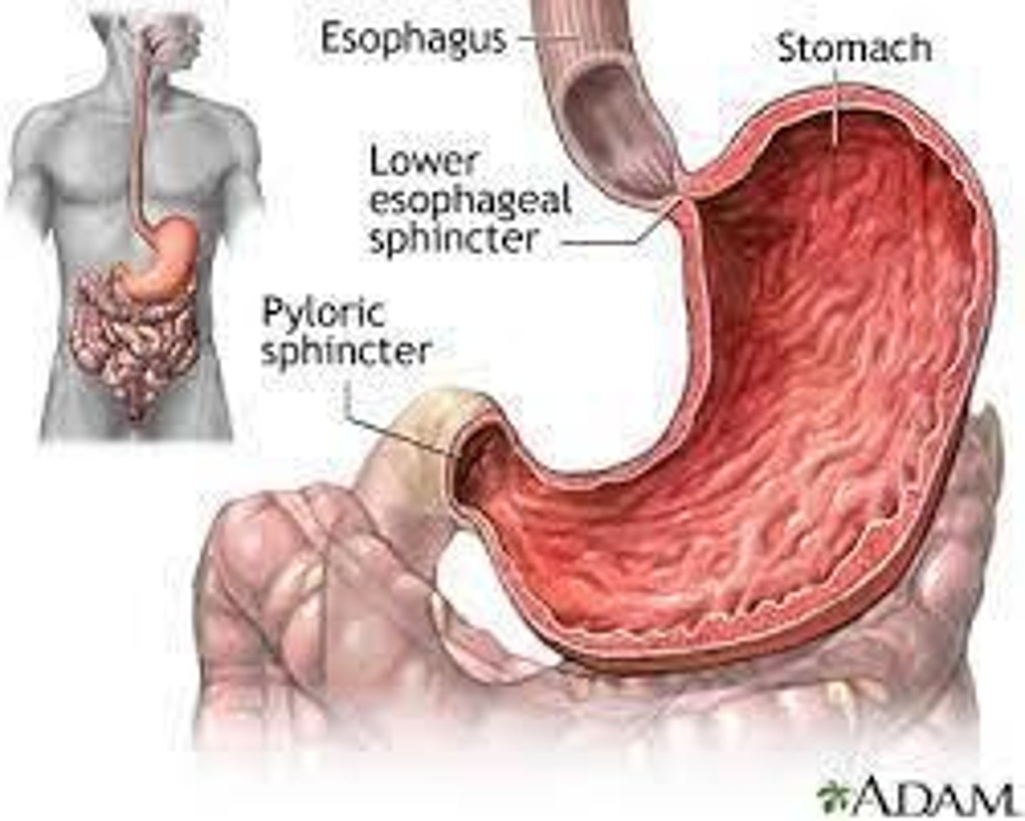 <p>The stomach is a saclike portion of the digestive tract that churns food and releases gastric juice for digestion.</p>