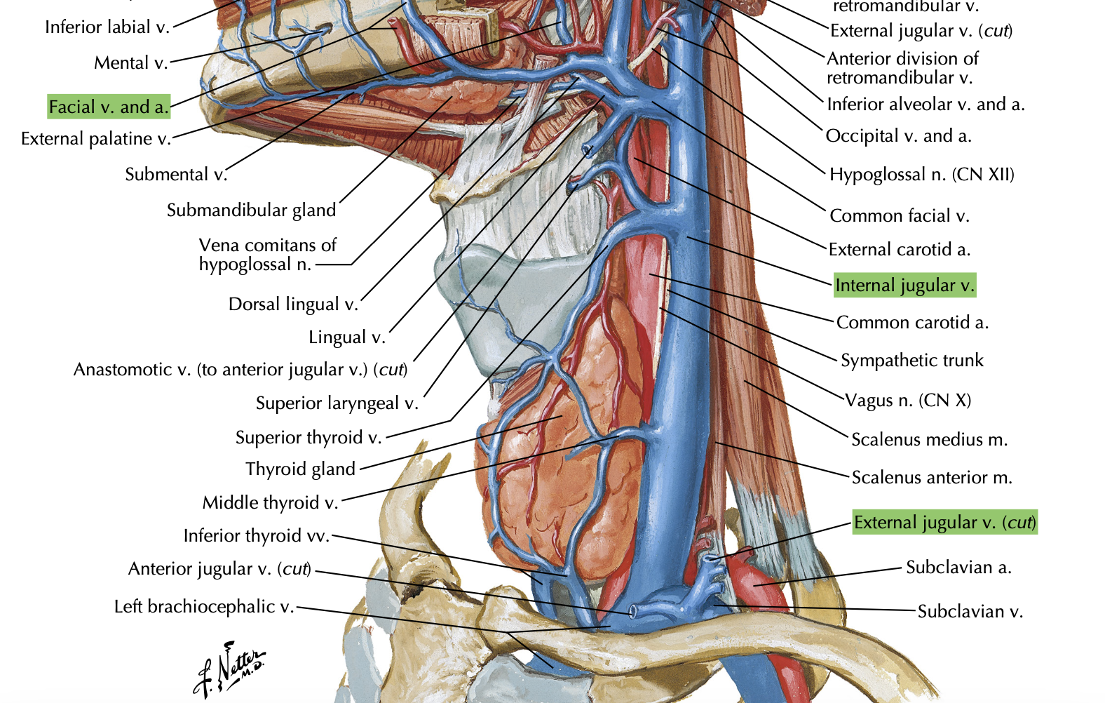 <p>The facial vein drains into the EJV or IJV? </p><p>(be careful, although the EJV drains the Face and Scalp, the Facial vein is different? ) </p>