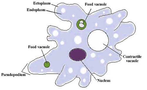 <p>-       Cytoplasmic extensions of false feet, produce ameboid movement</p><p>-       Food vacuoles</p><p>-       Contractile vacuole helps with water regulation, contraction movements</p>