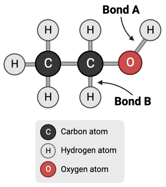 <p>Bond A is a ____.</p><ul><li><p><span>a. polar covalent bond</span></p><p></p></li><li><p><span>b. nonpolar covalent bond</span></p></li></ul><p></p>