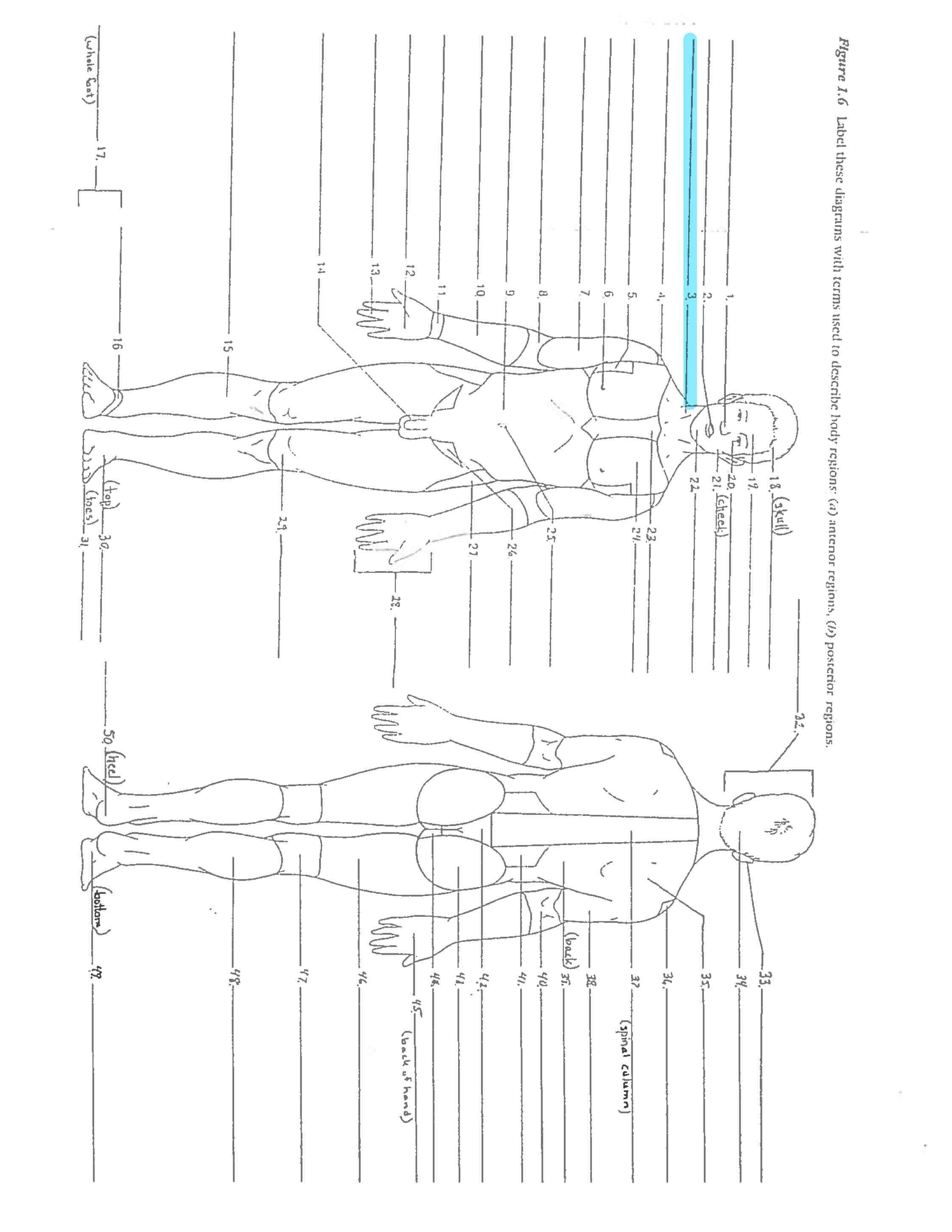 <p>Line 3</p>