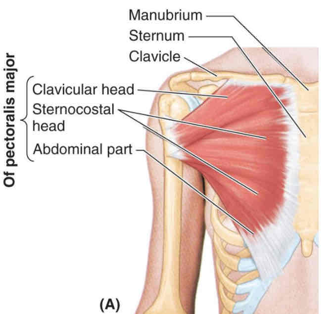 <p>Stora bröstmuskeln:</p><p>Adduktion, flexion, extension </p>