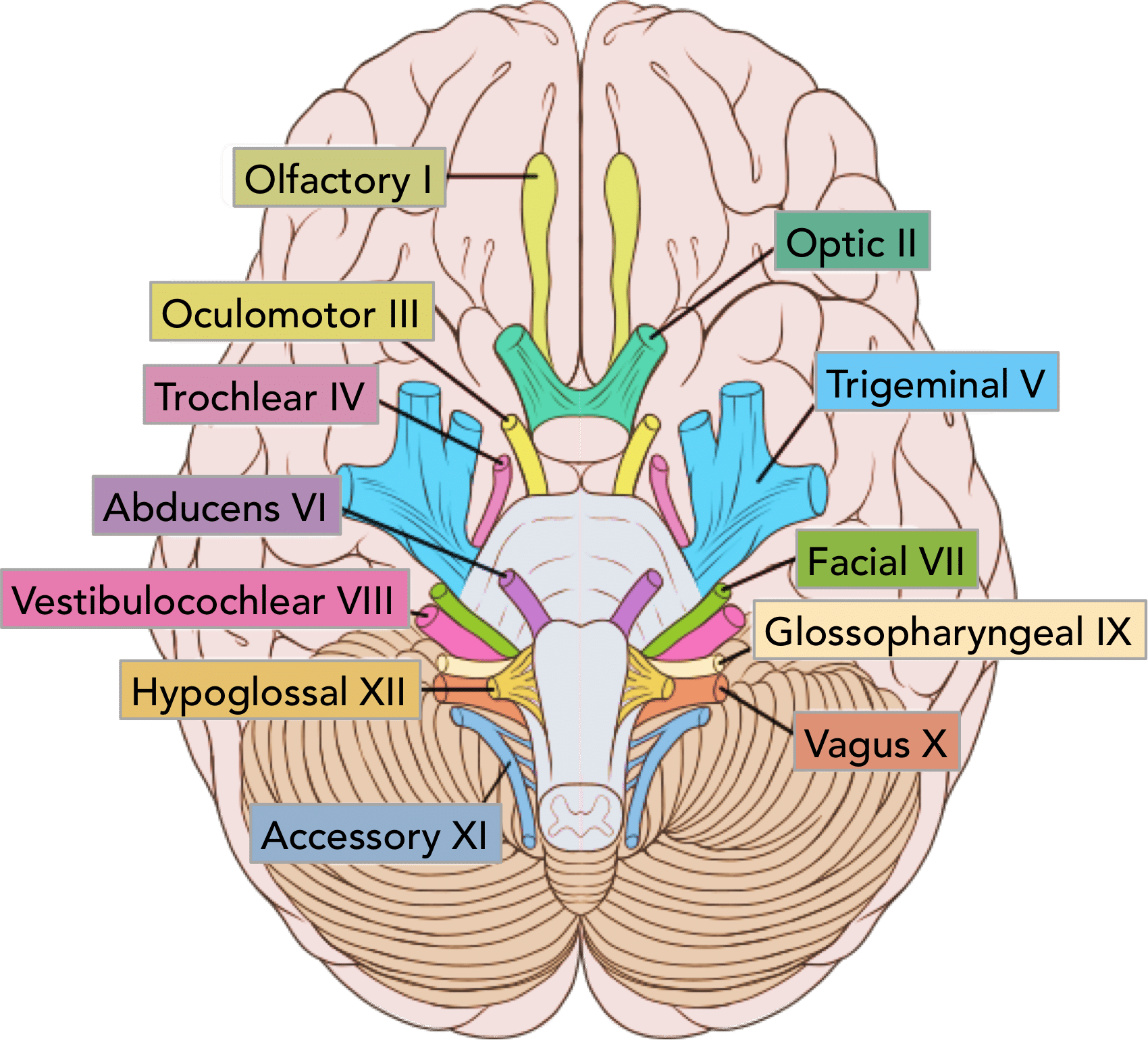 <p>CN XII - Controls Tongue Muscles</p><p>1/5 Motor Nerves</p><p>On Old Olympus Towering Tops A Finn Vs German Viewed A Hat</p>