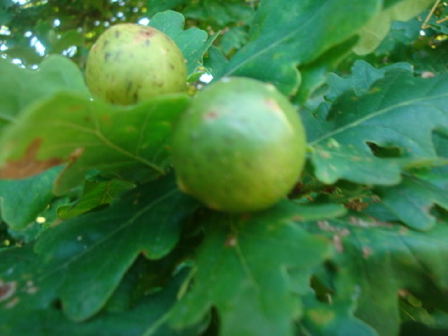 <p>A plant growth formed around eggs and/or larva of parasites on the plant</p><p>hymenoptera, diptera, aphids</p>