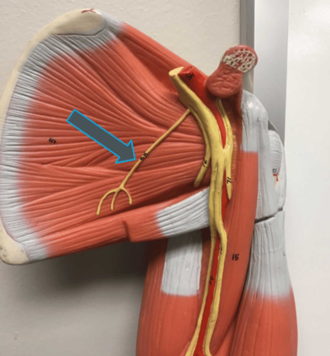 <p>innervates:<br>- latissimus dorsi m.</p>