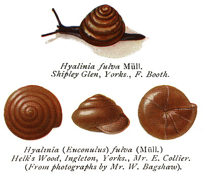 <p>Euconulidae, kartiokotilot</p>