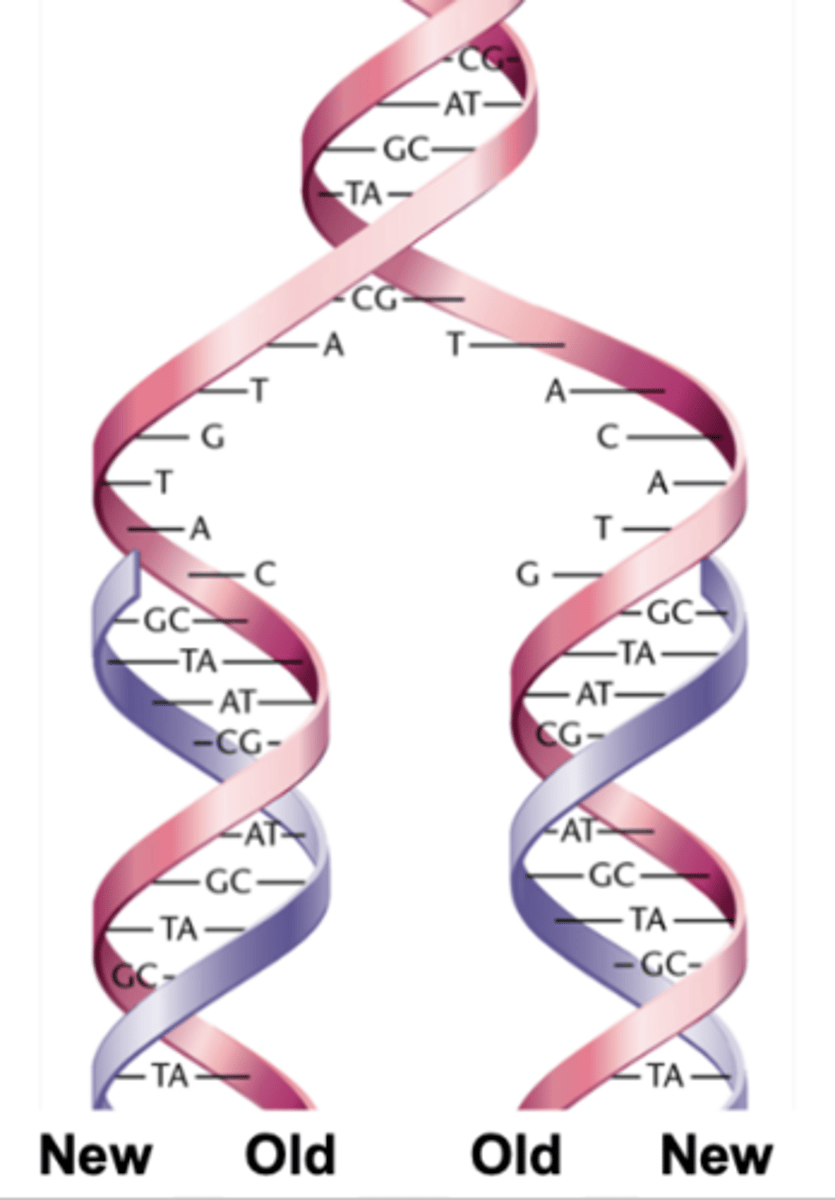 <p>- the parental(old) strands separate and serve as templates for the synthesis of complementary(new) strands</p><p>- the parental strands are retained</p><p>- two new DNA molecules each contains an old strand and a new strand</p>