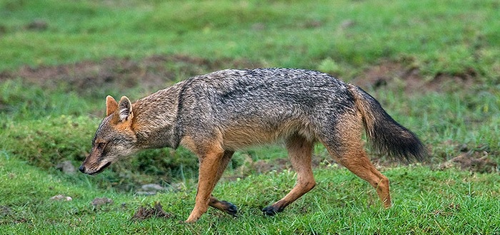 <p>zařaď živočicha do systému</p><p>Třída - řád - čeleď - druh čeština (latina)</p>