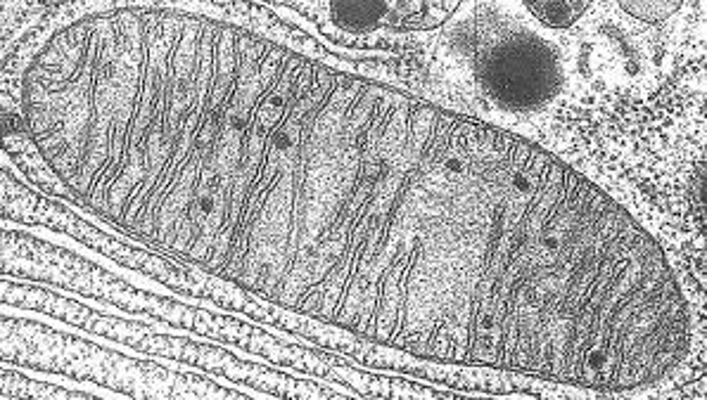 <p> bound by a double membrane called the envelope.</p><p>Inner membrane is highly folded to increase surface area for attachment </p><p> with a matrix on the inside, containing all the enzymes needed for respiration.<br>70s ribosomes present</p><p>site of aerobic respiration which forms ATP providing energy for active transport<br></p>