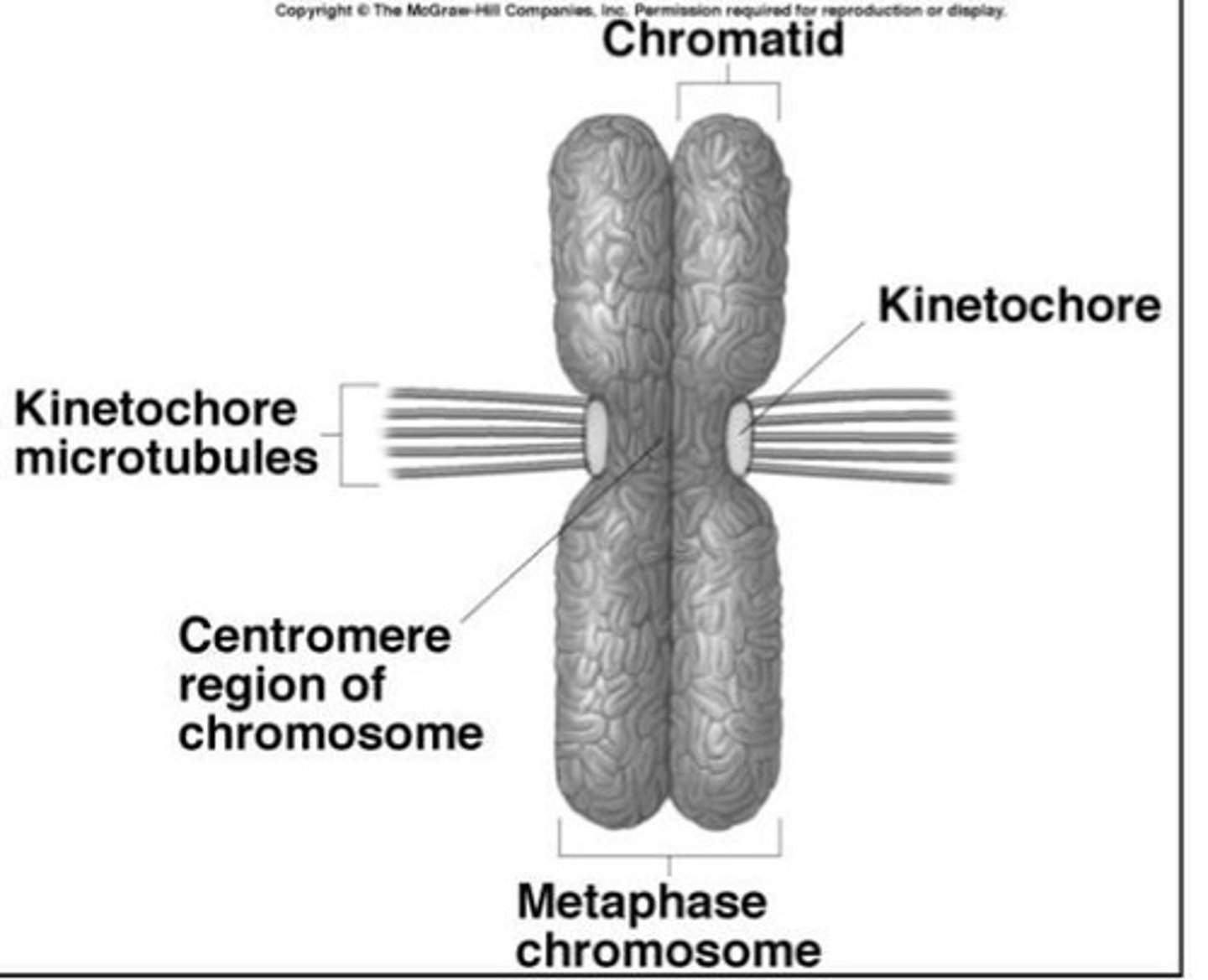 <p>- 2 chromatids</p><p>- centromere</p>