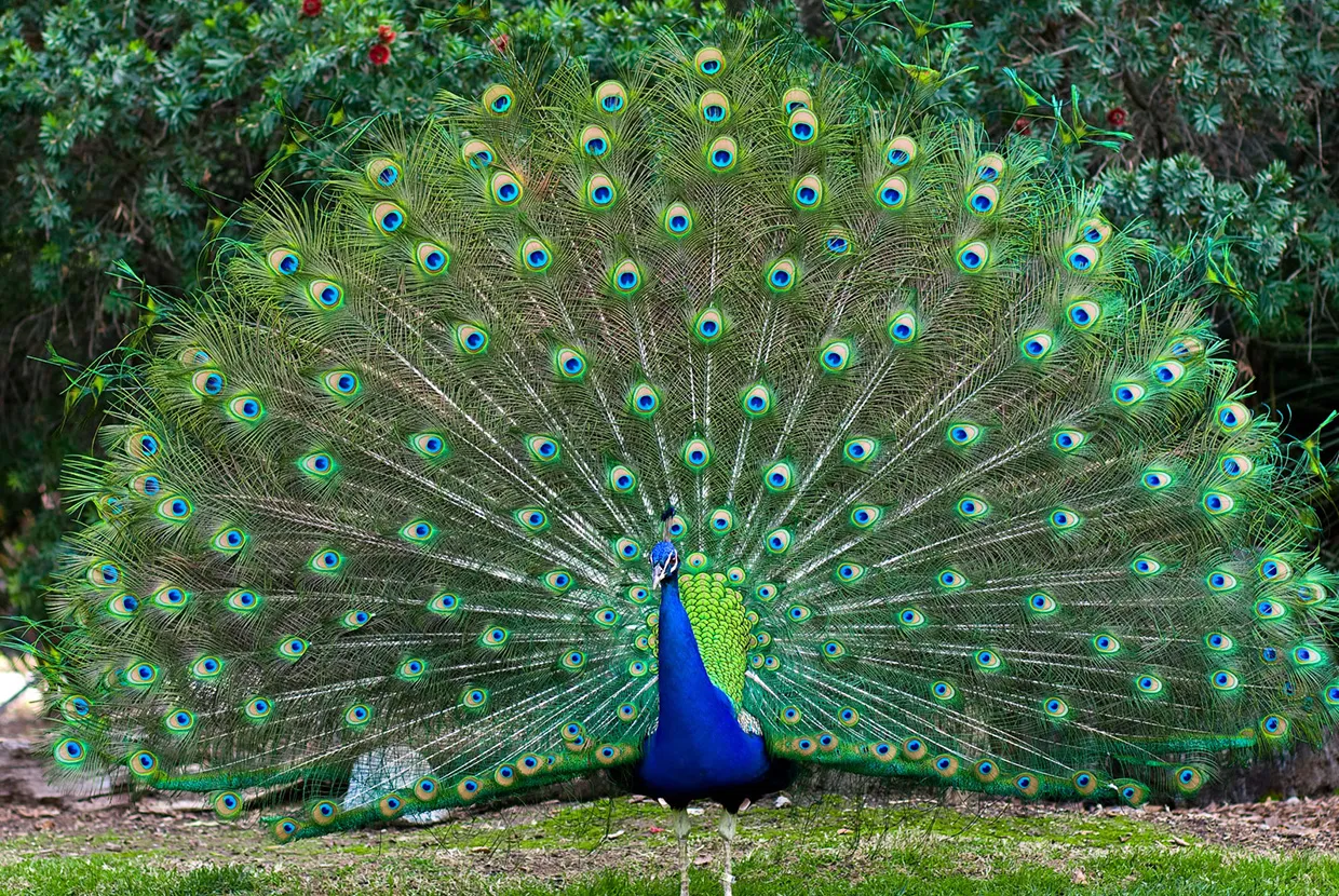 <p>I saw the beautiful peacock spreading it's feathers. </p>