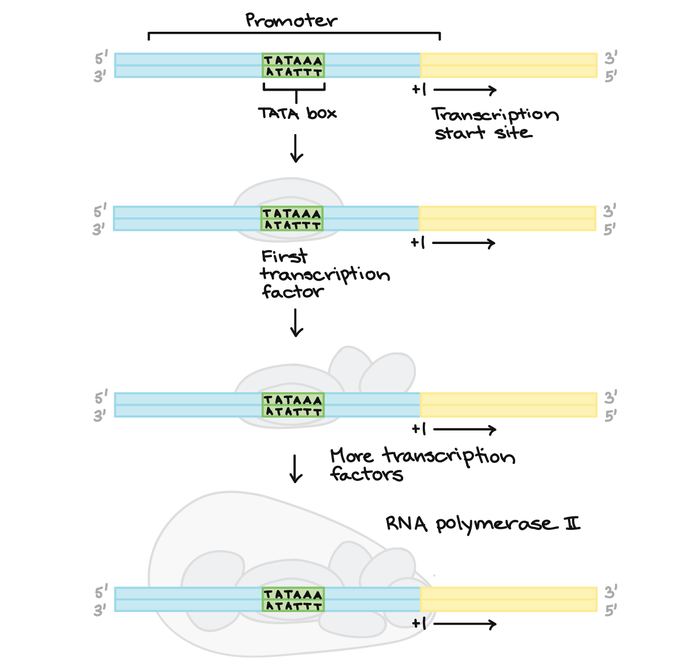 <p>a common consensus sequence that marks the beginning of transcription for a gene</p><p>most common sequence, at -25</p><p>RNA pol II promoter sequence</p><p></p>