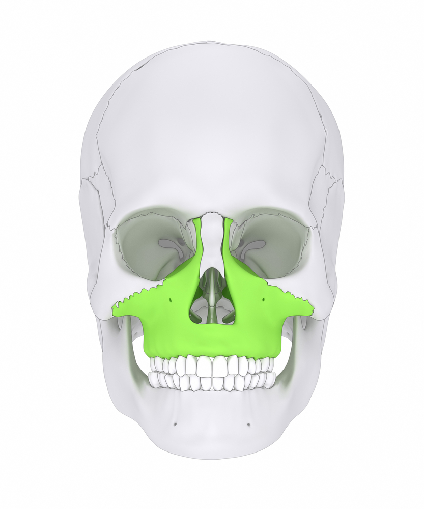 <p>what bone is this?</p>