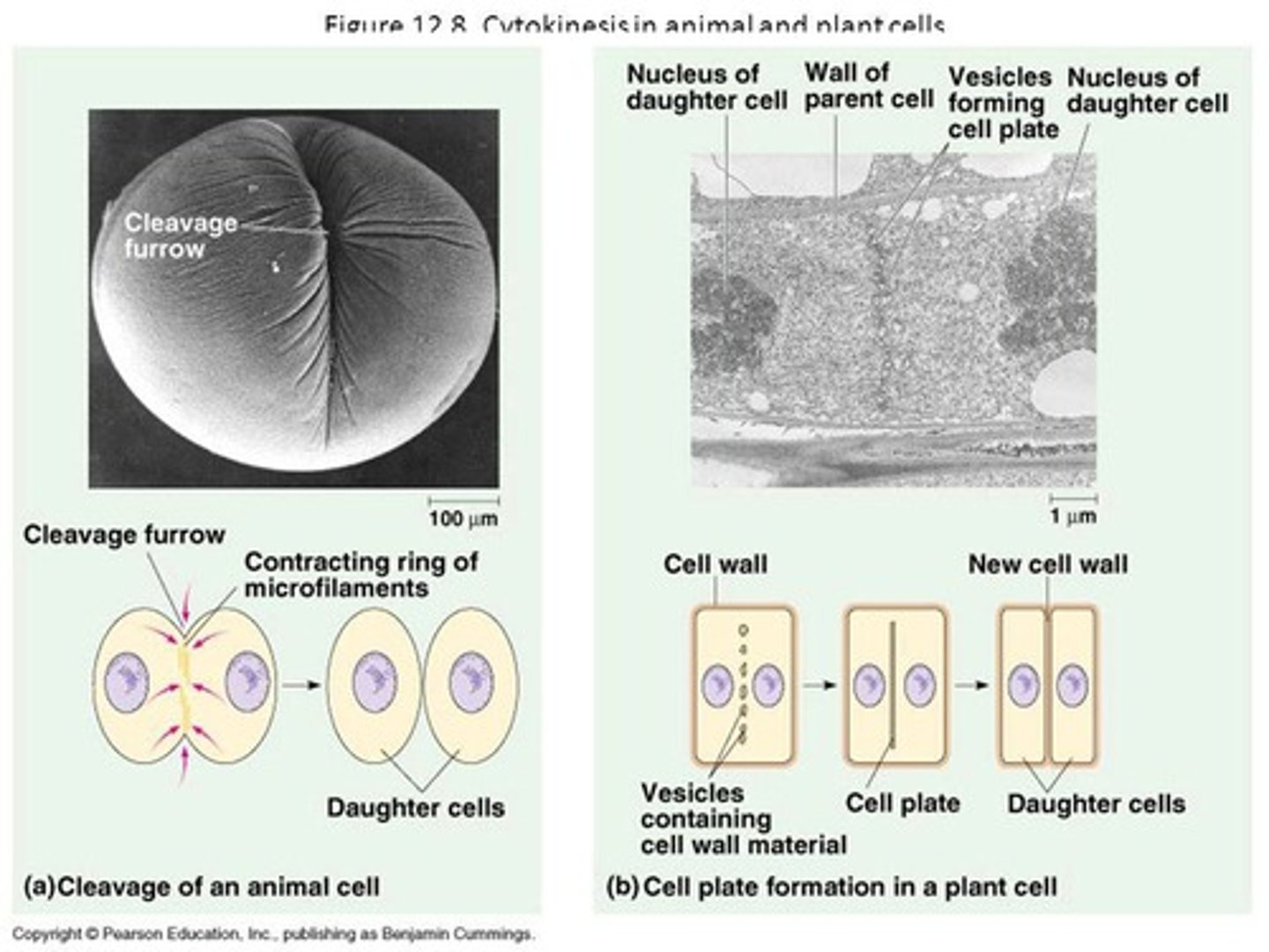 <p>Cytokinesis in animals involves furrowing, while in plants, a cell plate forms to separate the daughter cells.</p>
