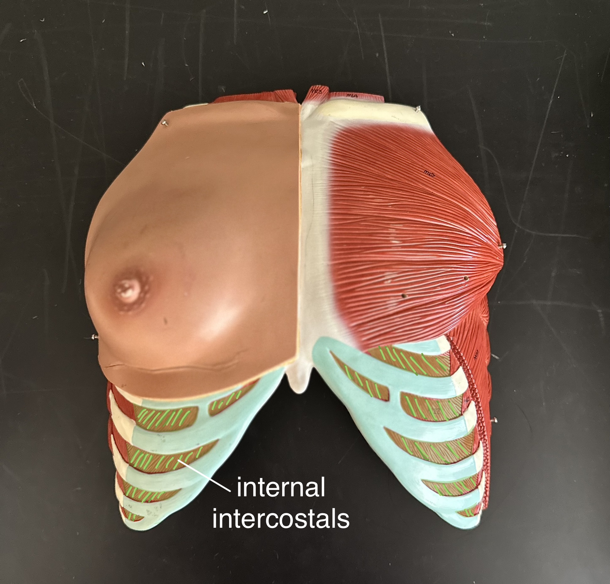 <p>Internal Intercostals</p>
