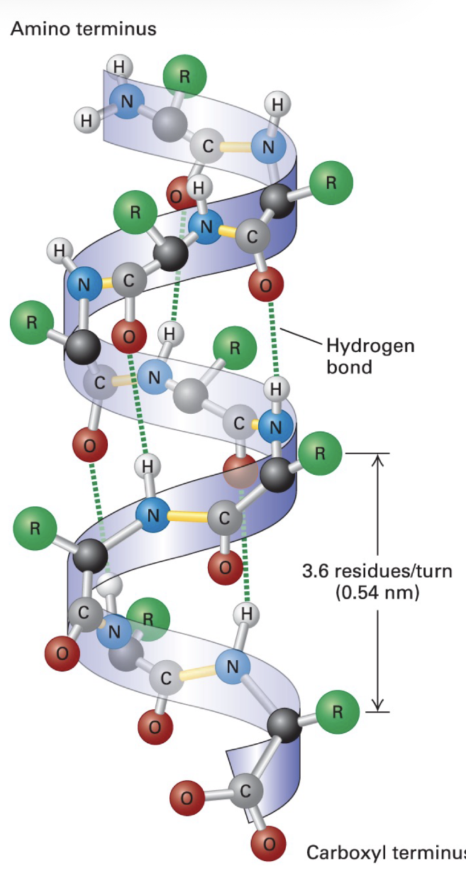 <p>secondary structure</p><p>stable arrangements of polypeptide chain (held together by backbone H bonds)</p><p>3.6 AA per turn</p><p>R groups project outward from surface of helix</p><p><u>prolines</u> can’t participate in H bonding, excluded in helix</p>