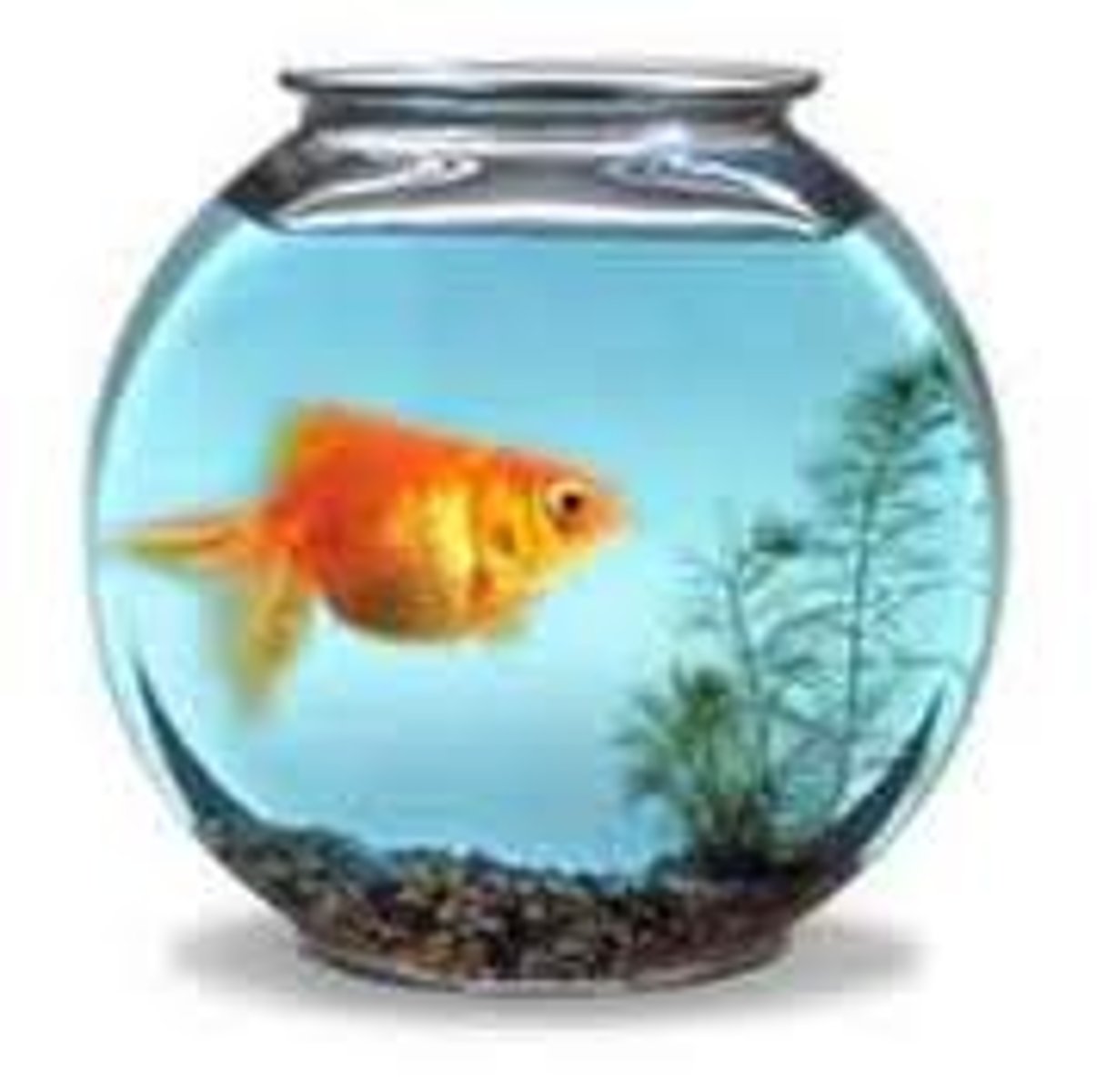 <p>the fish bowl</p>