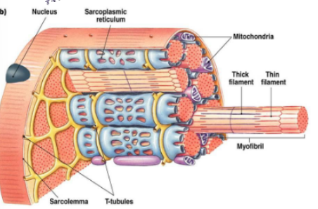 <ul><li><p>sarcolemma→ muscle plasma membrane</p></li><li><p>sarcoplasmic reticulum→&nbsp;smooth endoplasmic reticulum in muscle fibre- stores Ca<sup>2+</sup></p></li><li><p>transverse tubules→ carry action potentials deep into muscle fibre</p></li></ul><p></p>