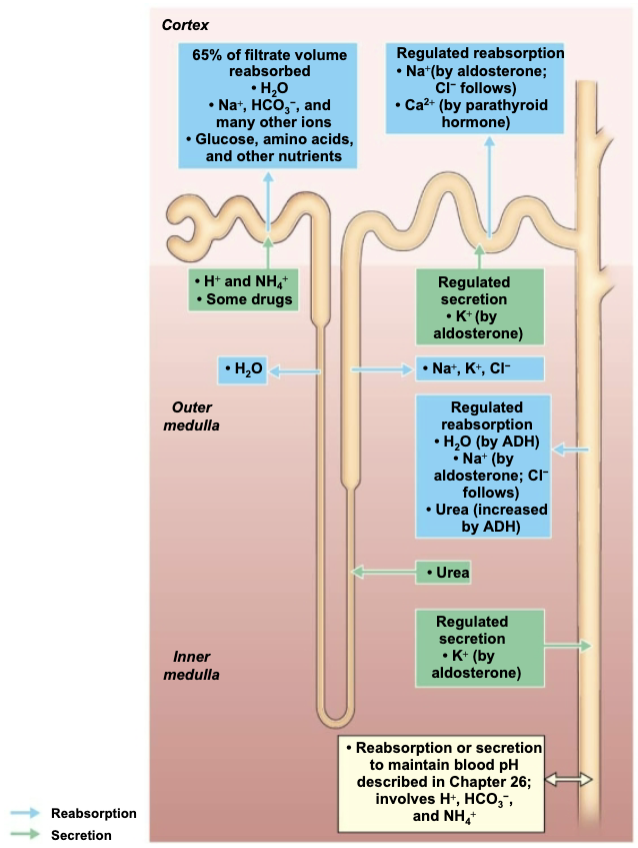 <ol><li><p>Disposing of substances, such as drugs or metabolites </p></li><li><p>Eliminating undesirable substances that were passively reabsorbed </p><ul><li><p><span style="color: green;"><strong>EX: urea and uric acid </strong></span></p></li></ul></li><li><p>Ridding body of excess K<sup>+</sup> (aldosterone effect) </p></li><li><p>Controlling blood pH by altering amounts of H+ or HCO<sub>3</sub><sup>-</sup> in urine </p></li></ol><p></p>