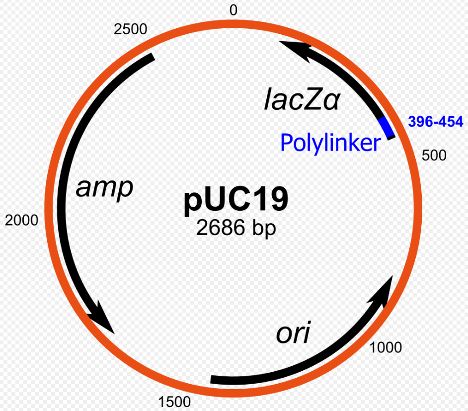 <p>Series of plasmid cloning vectors which are can be used for blue-white screening for the identification of recombinant clones.</p><p><strong><u>Key components</u></strong></p><ul><li><p>pUC vectors have a segment called <span style="color: red"><strong>lacZ</strong></span><span style="color: red"><strong>α</strong></span><span> which </span>encodes for the N-terminal fragment of beta-galactosidase (normally encoded by lacZ gene). This lacZ<span>α segment contains a multiple cloning site (MCS).</span></p></li><li><p><span>pUC vectors also have a ampicillin resistance gene.</span></p></li></ul><p><strong><u>Key variants of pUC vectors</u></strong></p><ul><li><p><strong>pUC18</strong>: The MCS is in one orientation.</p></li><li><p><strong>pUC19</strong>: The MCS is in the opposite orientation compared to pUC18.</p><p></p></li></ul><p><span>The designation "pUC" is derived from the classical "p" prefix (denoting "</span>plasmid<span>") and the abbreviation for the </span>University of California<span>, where early work on the plasmid series had been conducted.</span></p>