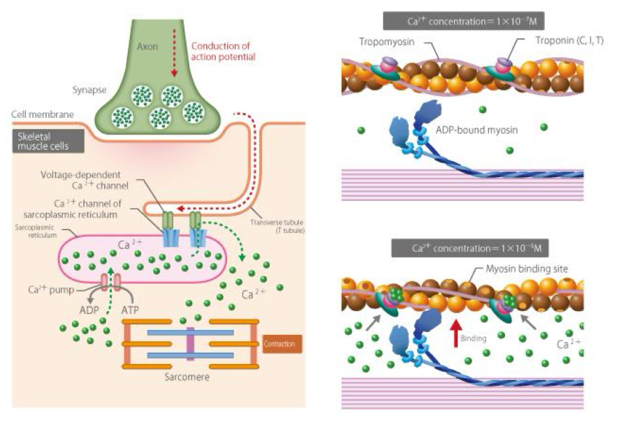 <p>Muscle cell contraction depends on actin and myosin microfilaments (sarcomere):</p><p>• Ca2+ release from smooth ER though nervous stimuli</p><p>• increase in Ca2+ concentration produces a sliding of the thin filaments (actin) over the thick filaments (myosin).</p><p>Use the energy stored in ATP molecules (ATP hydrolysis).</p>