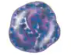 <p>what type of blood cell is this?</p>