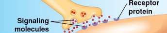 <p>Receptor proteins</p>