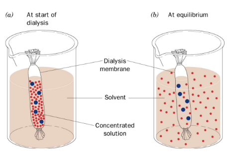 <ul><li><p>diffusible solutes in the dialysis bag equilibrate across the membrane</p></li><li><p>membrane pores should be smaller than the size of the protein</p></li></ul><p></p>