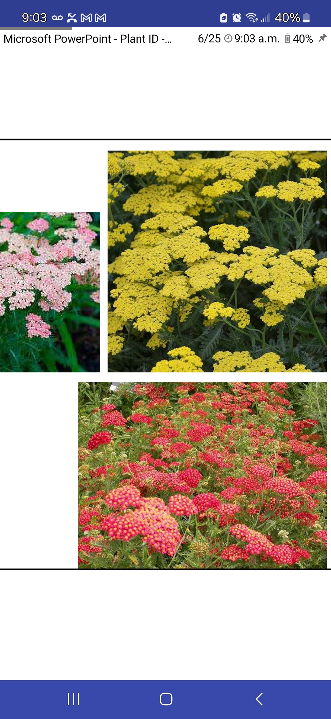 <p>Achillea millefolium, Asteraceae</p>