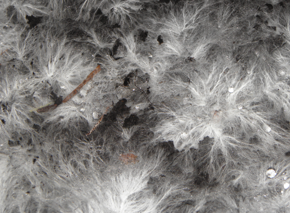 <p>what fungi part is this</p>