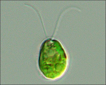 <p>Genus of green algae </p><p>consdiered a model organisms _&gt; simple</p><p>→ quick life cycle</p><p>→ photosynthetic </p>