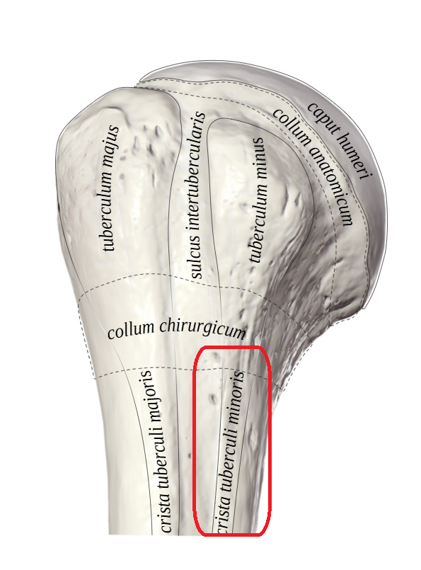 <p>Crista tuberculi minorus humeri </p>