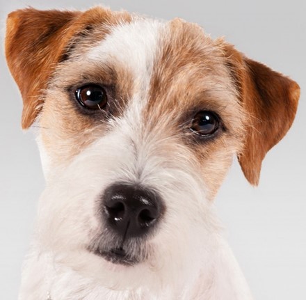 <p>Parson Russel Terrier</p>