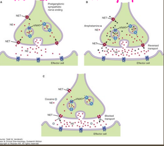 <p><strong>Norepinephrine and Epinephrine</strong></p><p>-Catecholamine; ______________ </p><p>-Acts on _________ receptors (alpha and beta) → binds to both, but one usually has a higher affinity </p><p>-Functions </p><ul><li><p>Norepinephrine → _________, arousal, ______ response, autonomic regulation </p></li><li><p>Epinephrine → mainly ___________, mediating fight-or-flight responses (heart ____, BP, _______ mobilization) </p></li></ul><p></p>