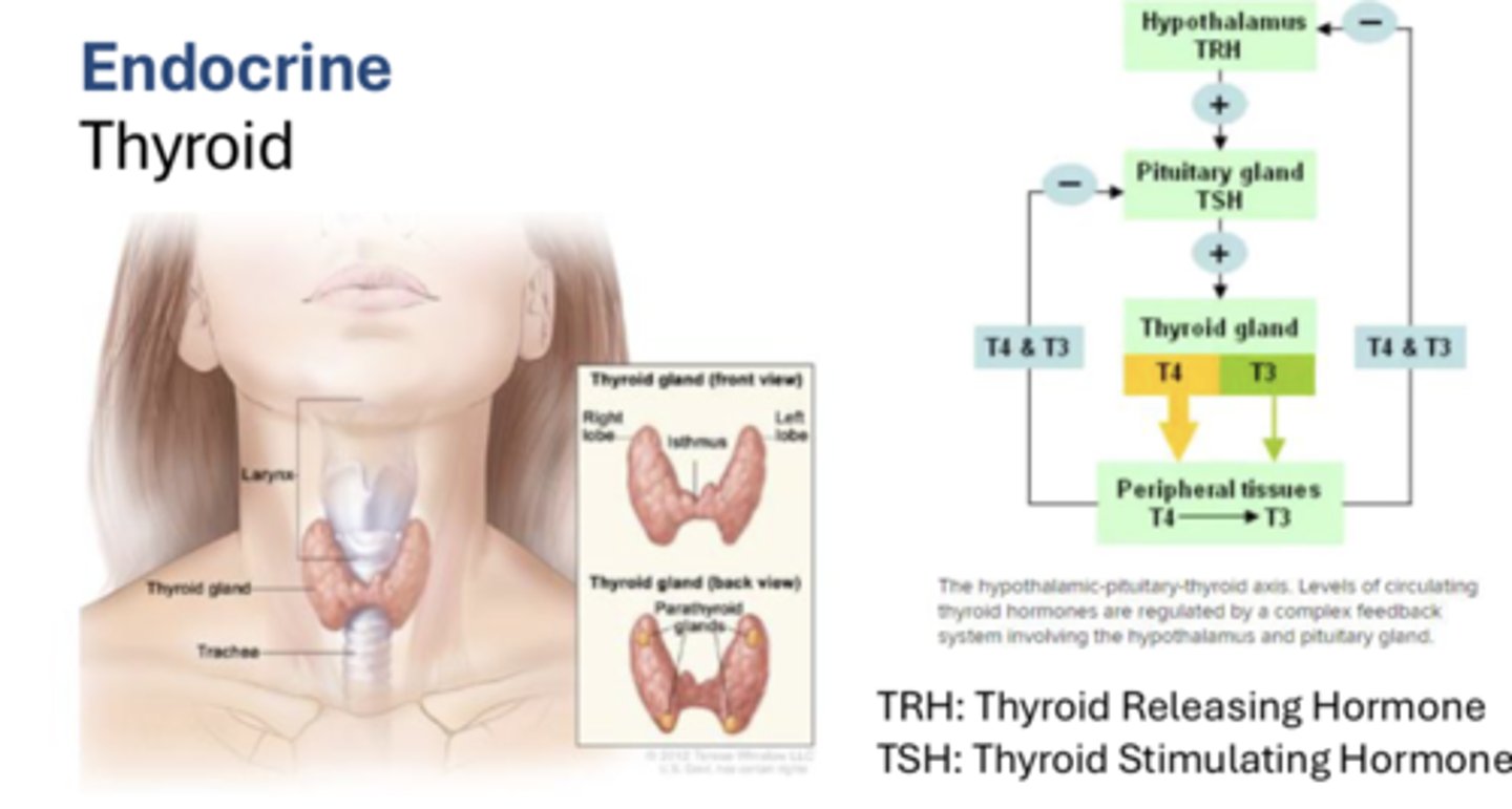<p>- thyroid</p><p>- diabetes</p>