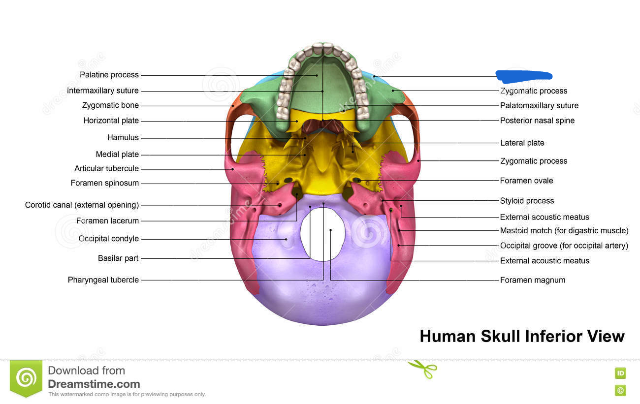 <p>frontal bone (inferior view)</p>