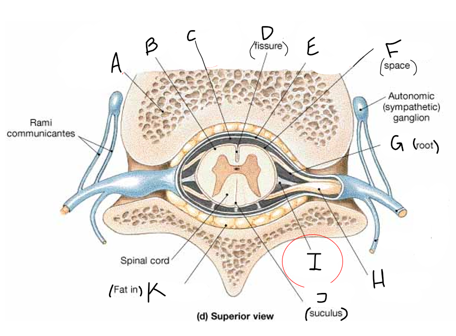 <p>B</p>