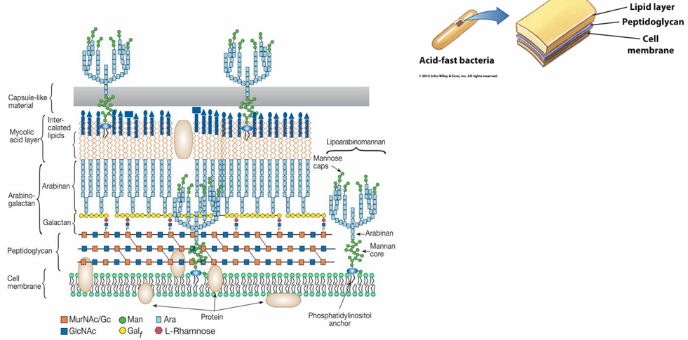 <p>=<span> </span>geen grampos en geen gramneg</p><p>Dunne laag peptidoglycaan</p><p>Arabinogalactanen: verbonden met peptidoglycaan→ verbonden met mycolzuren met hoog moleculair gewicht</p><p>Rijk aan lipiden (60% celwand) → LANGZAME GROEIERS !</p><ul><li><p>Lipoarabinomannanen</p></li><li><p>Mycolzuren (C 100, lang)= β-hydroxy-α-alkylvetzuren</p></li></ul><p></p>