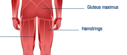 <p><strong>Hamstrings</strong> refer to a group of three muscles located at the back of the thigh</p>